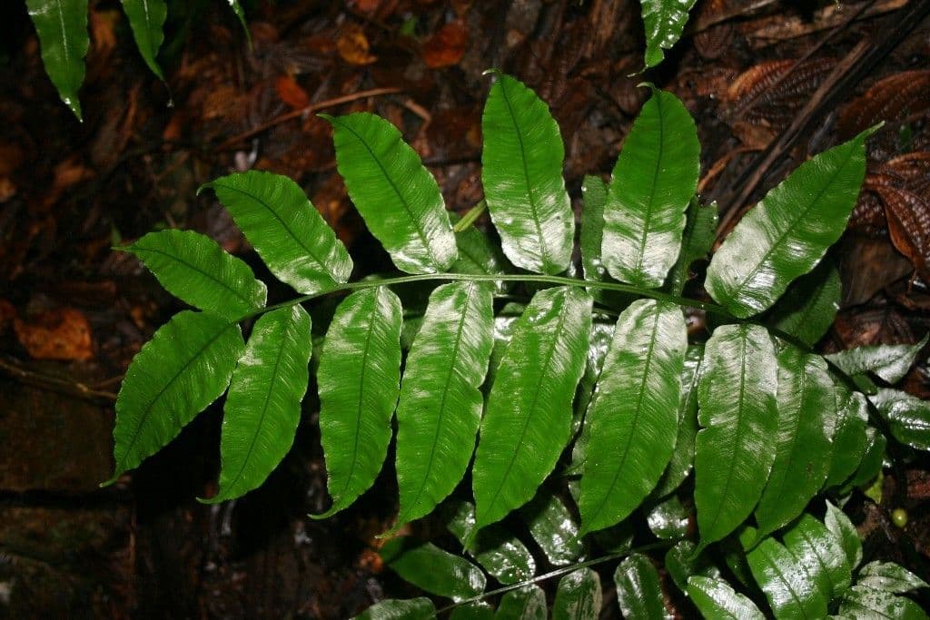Diplaziopsis 4