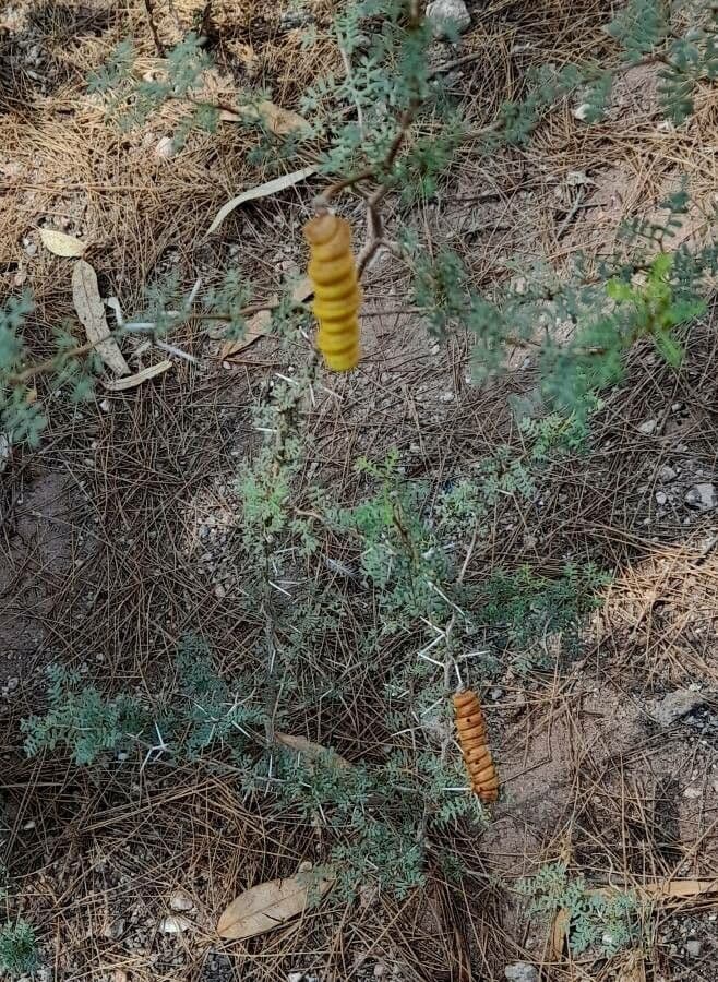 Kriechende Prosopis 7