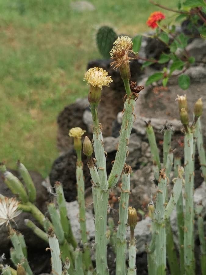 Kleinia anteuphorbium 10