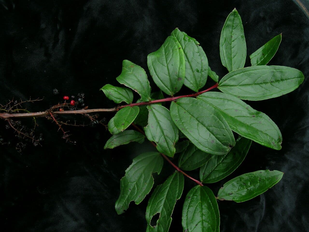 Coriaria nepalensis 5