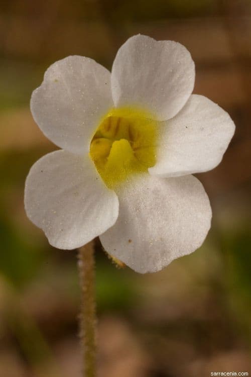 Pinguicula pumila 3