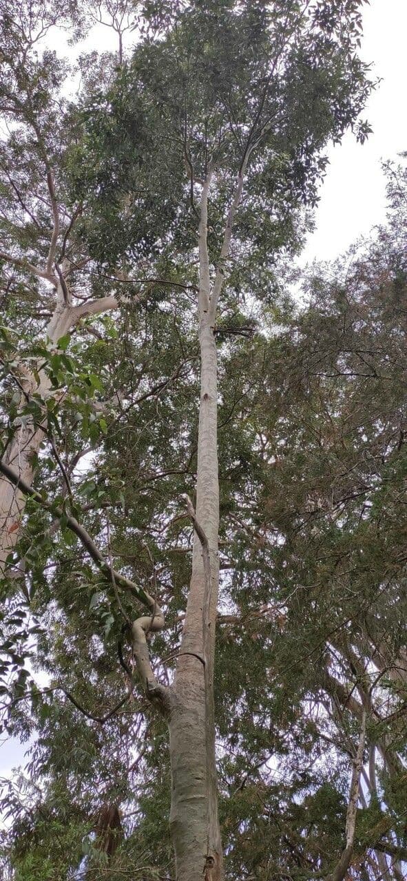 Gefleckte Eukalyptus 2