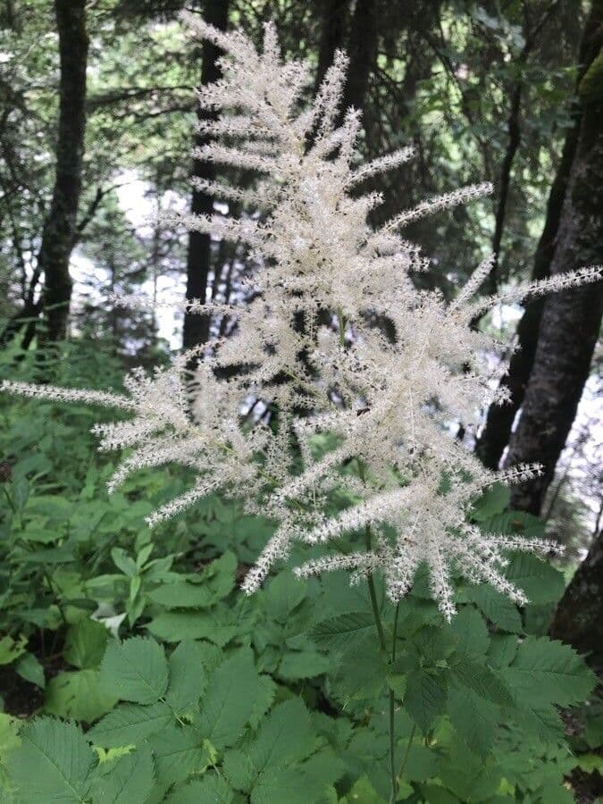 Wald-Geißbart 9