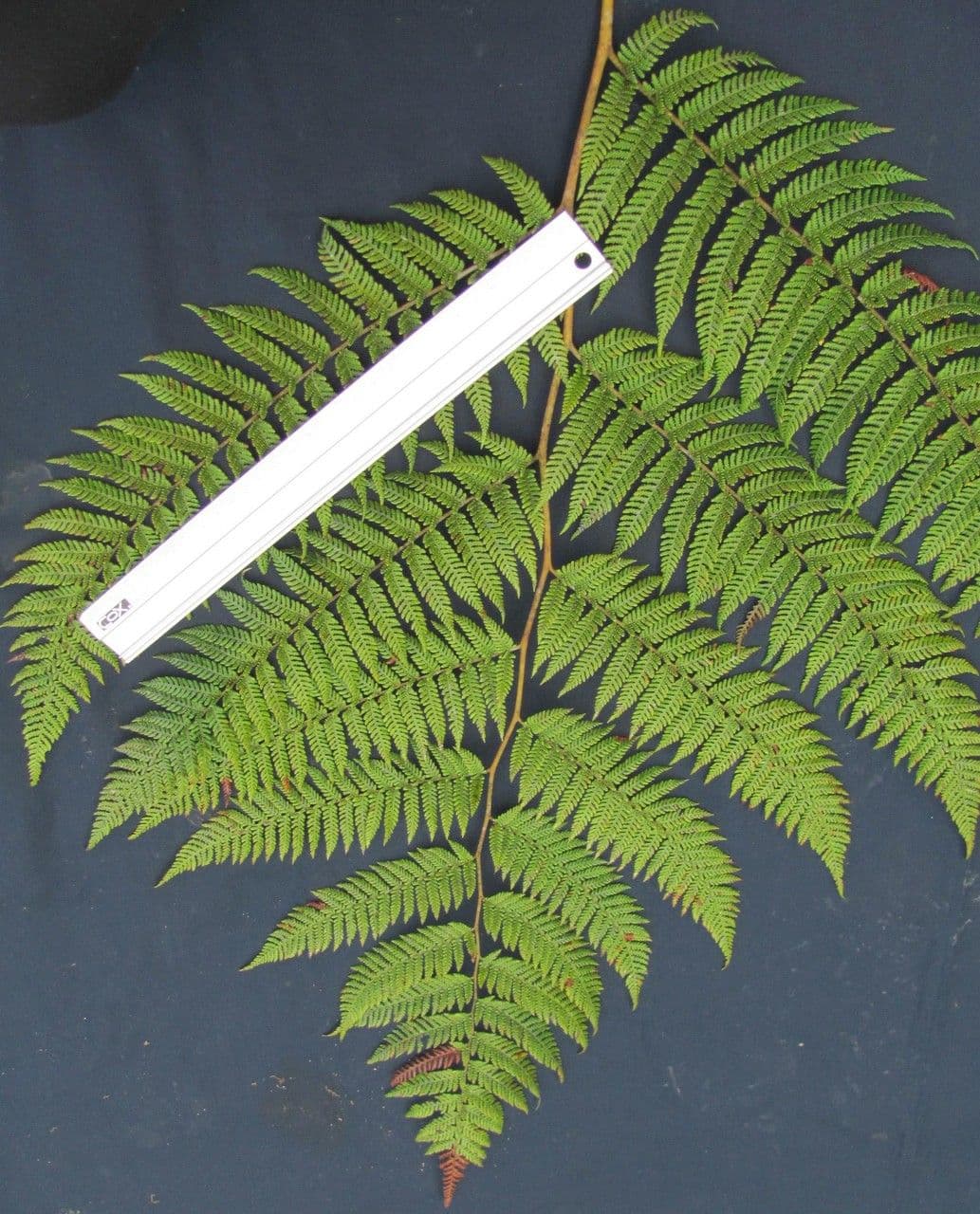 Lophosoria quadripinnata 20