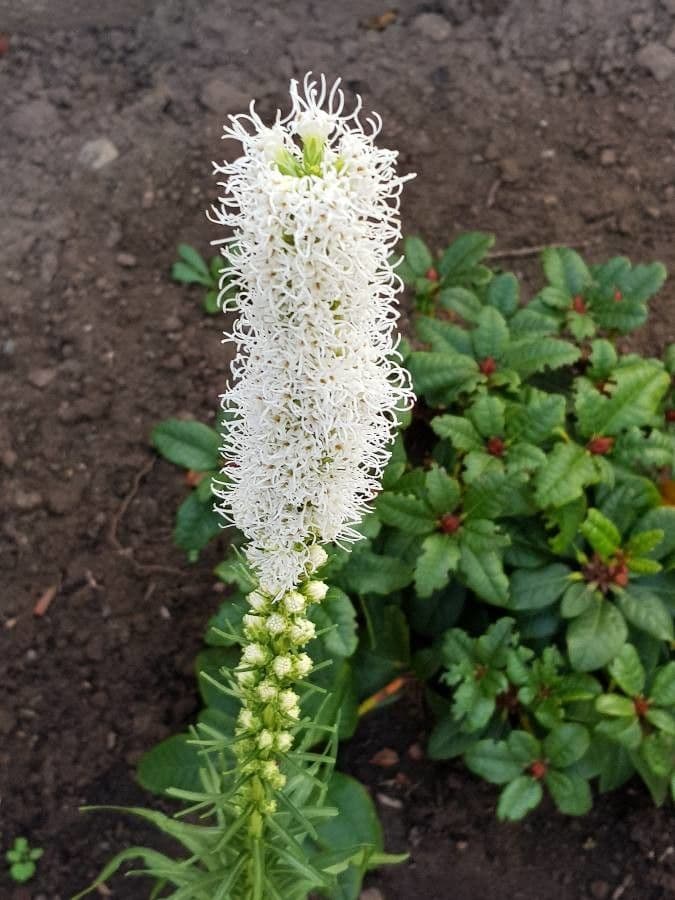 Sanguisorba canadese 4