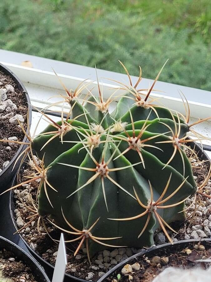 Ferocactus histrix 13