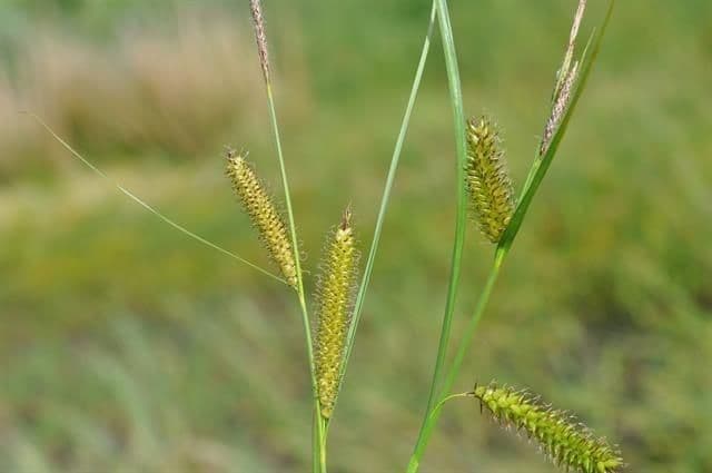Carice rostrata 6