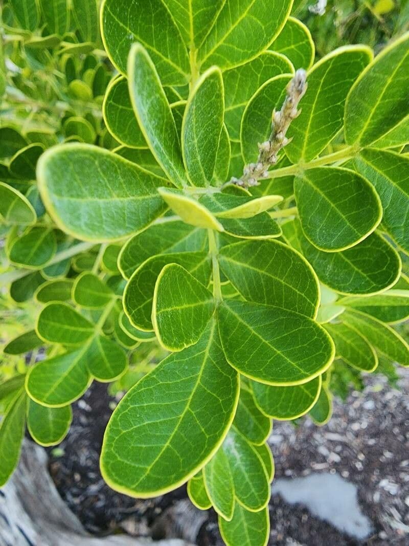 Dermatophyllum 6