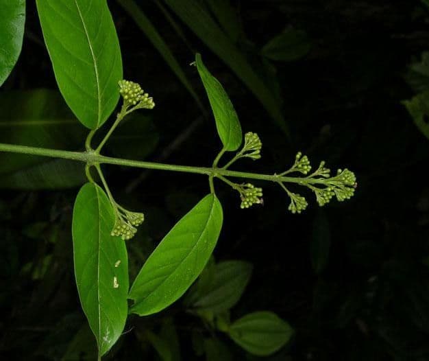 Aegiphila 17