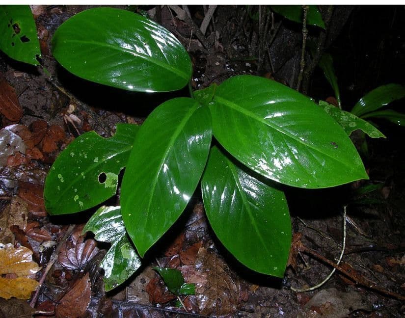 Dieffenbachia 5
