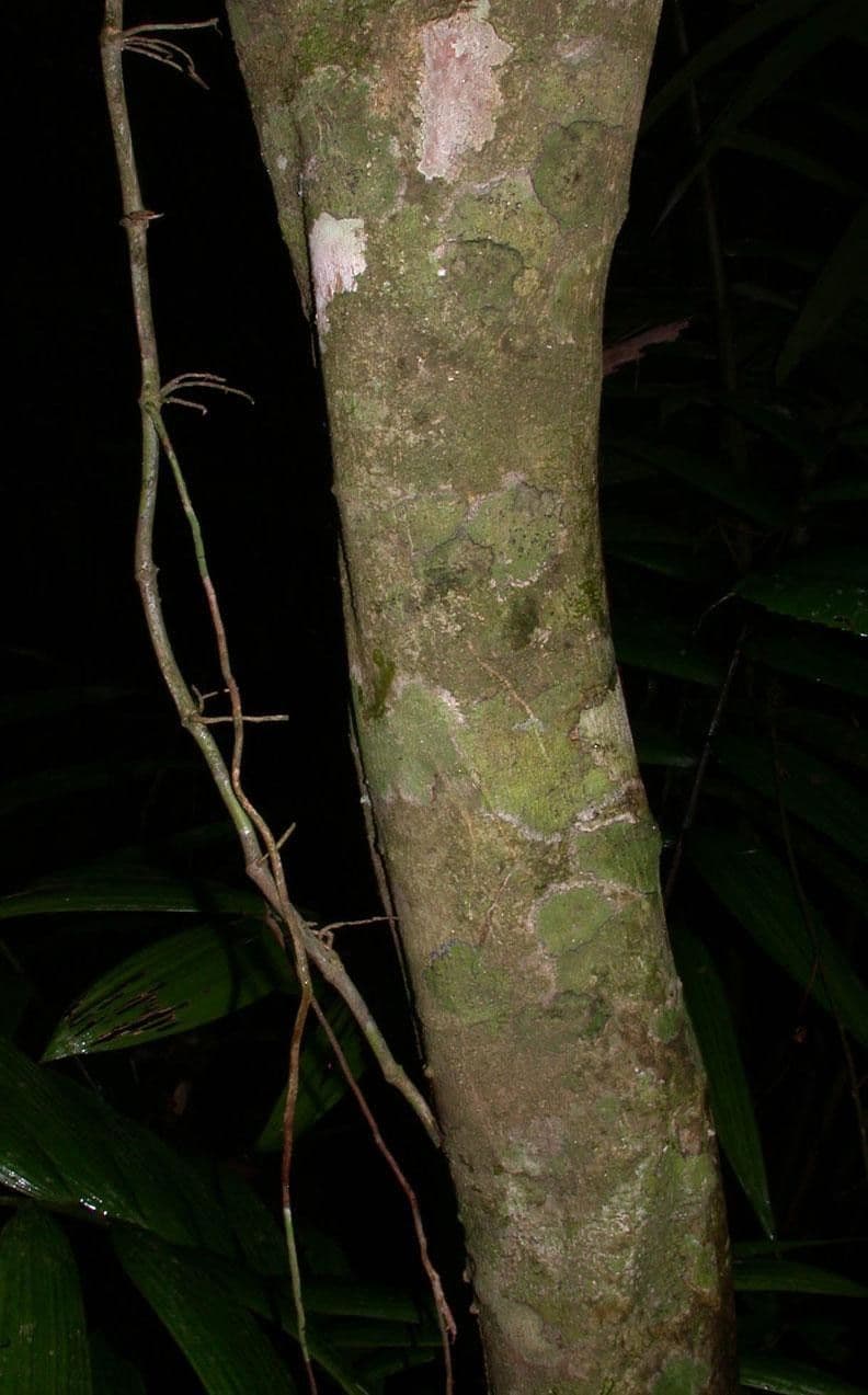 Cestrum 22