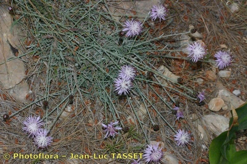 Chaber Rouya 6