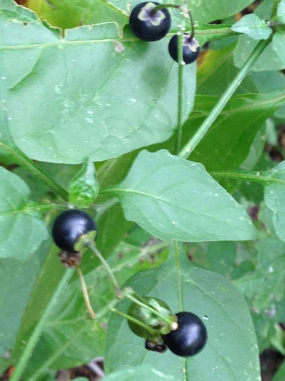 Solanum douglasii 2