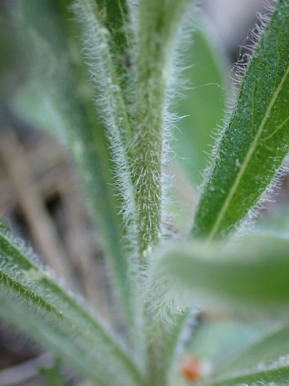 Alpen-Aster 22