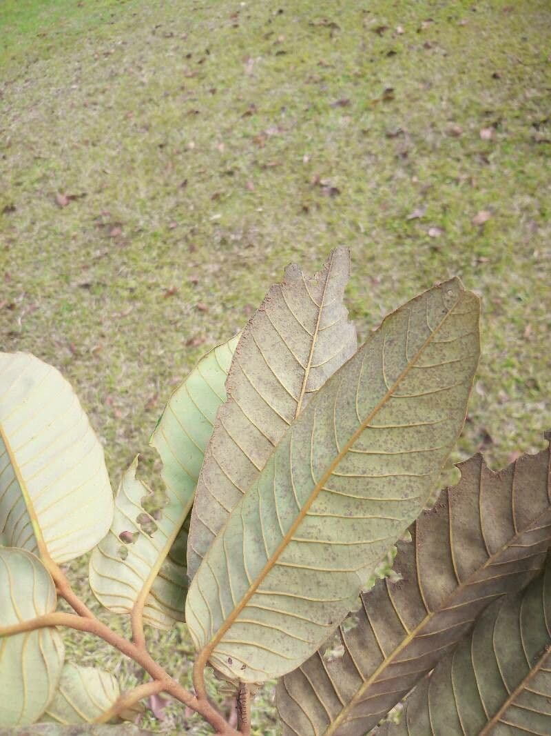Virola sebifera 17