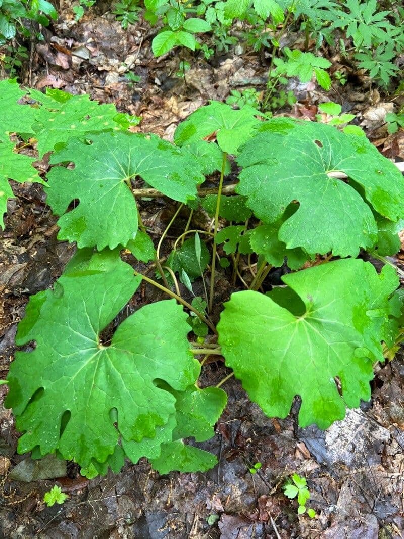 Sanguinaria