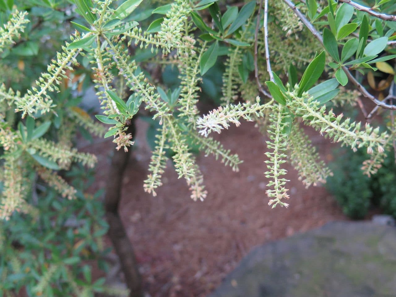 Cyrila 15