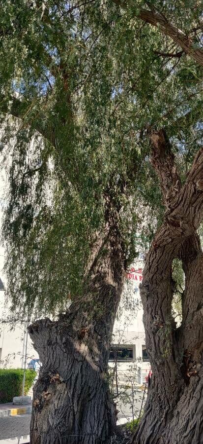 Prosopis 3
