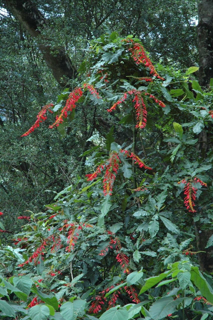 Warszewiczia coccinea 12