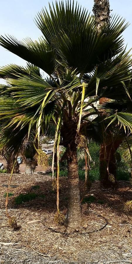 Pritchardia 3