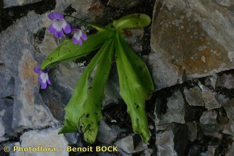 Pinguicula 21