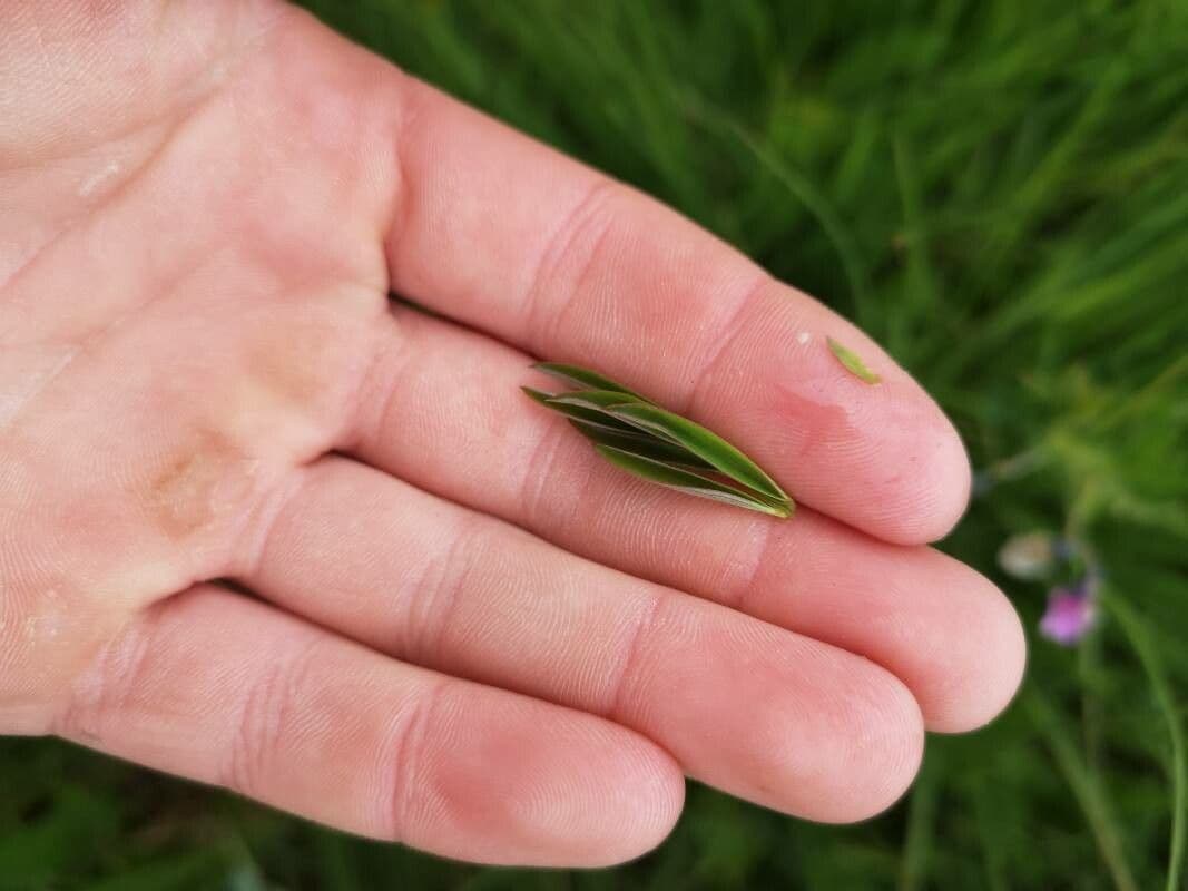 Groszek skrzydlasty 16