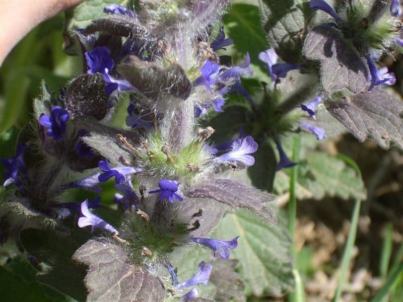 Ajuga orientalis 2