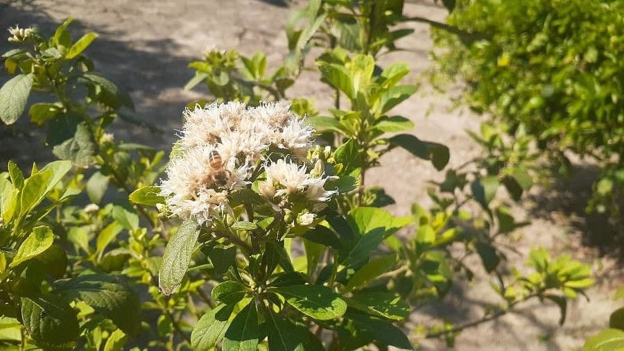 Gymnanthemum
