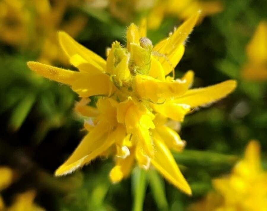 Ginestra irta 4