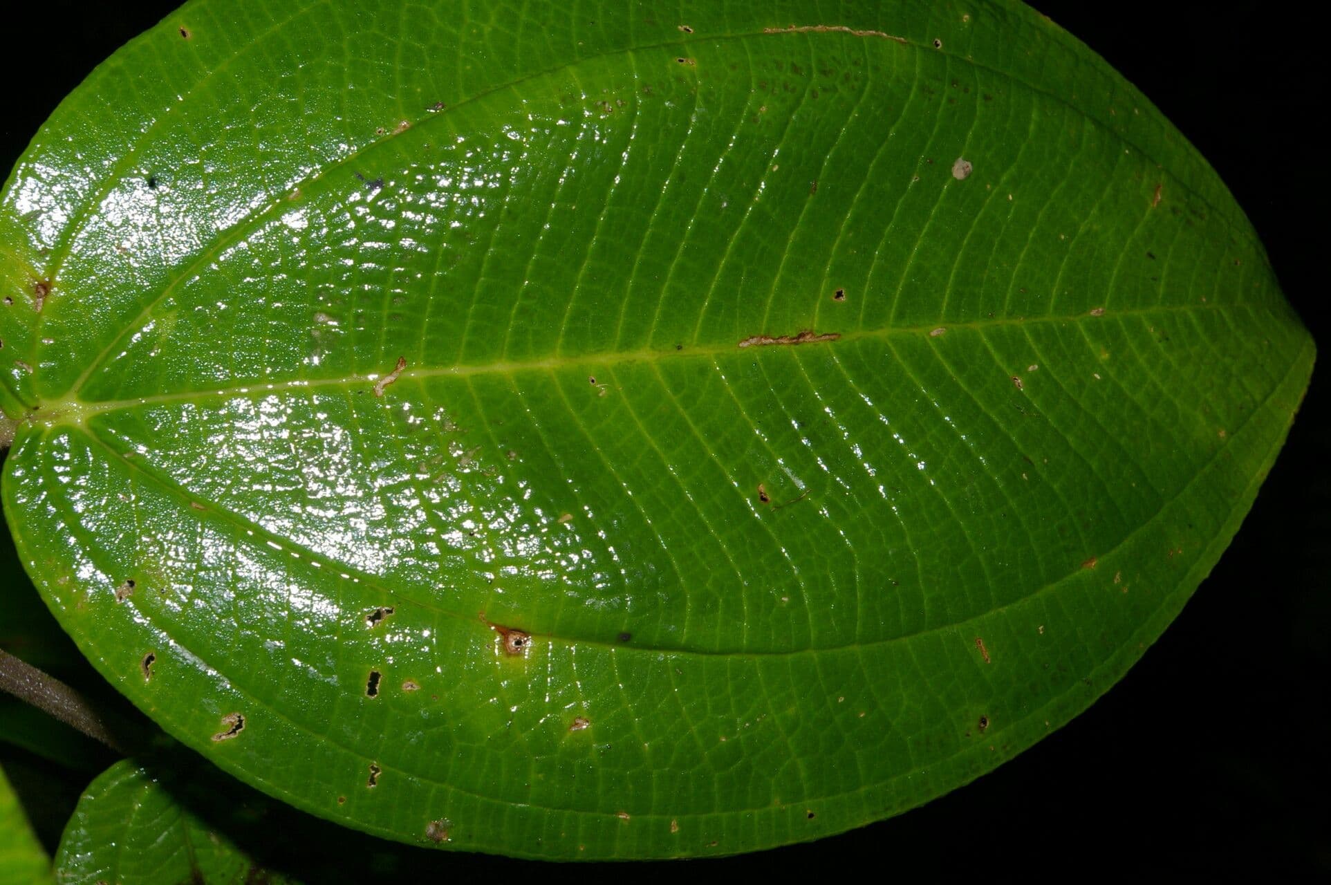Meriania 9