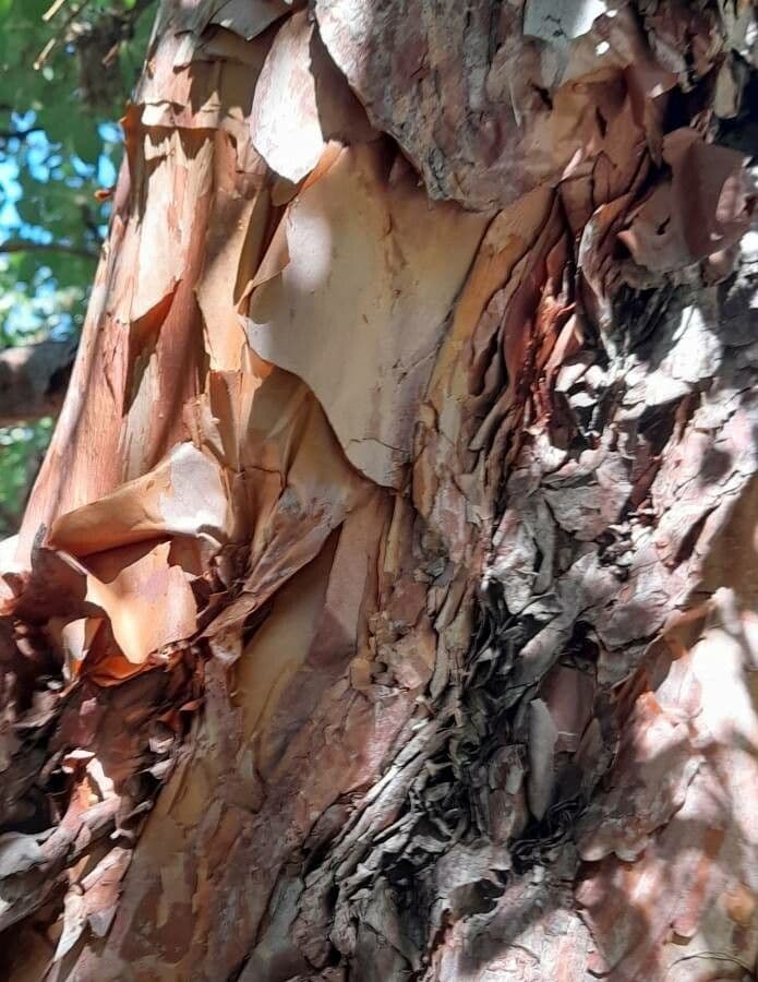 Polylepis australe 4