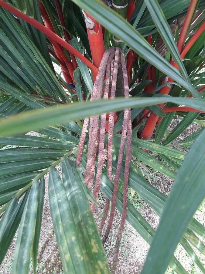 Palma rossetto 2