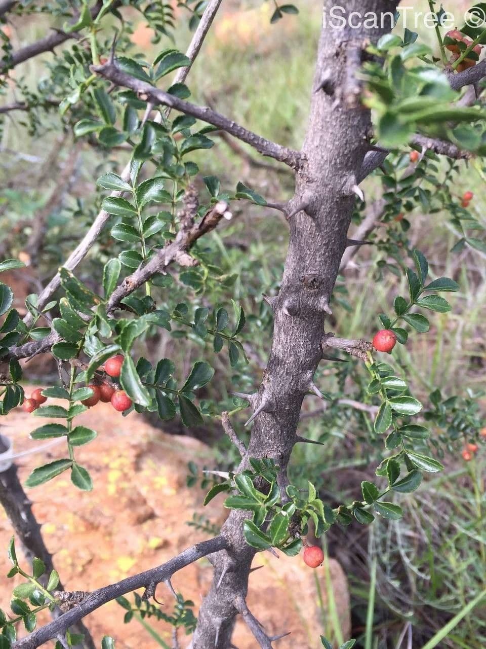 Zanthoxylum 13