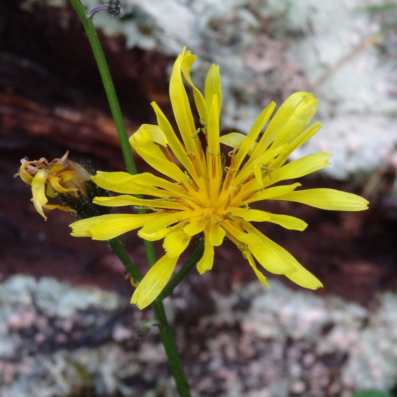 Gänsblume 2