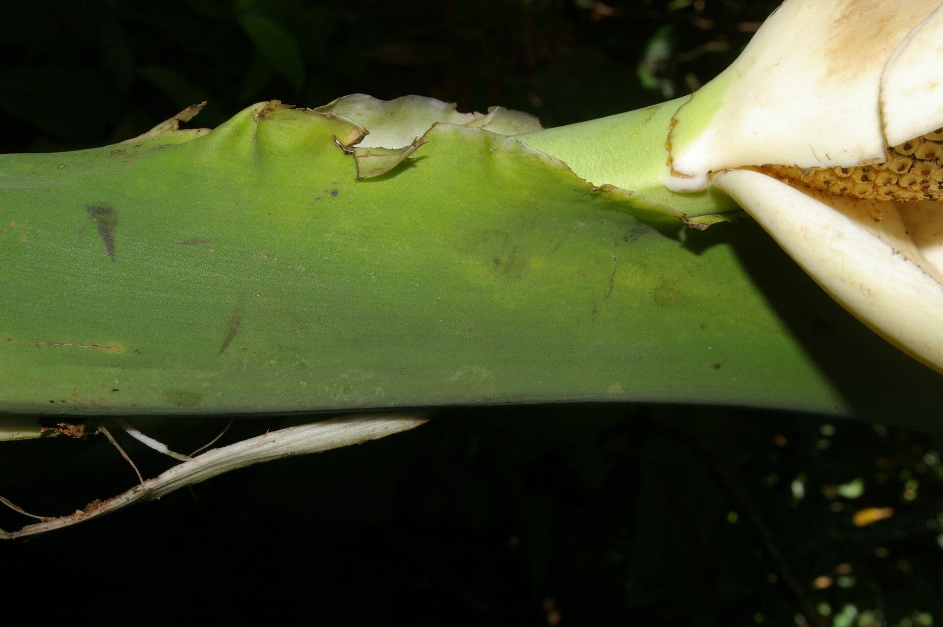 Monstera 14