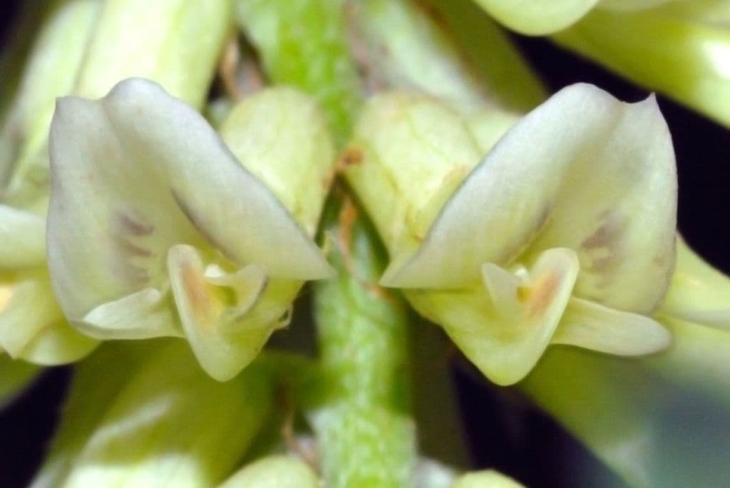 Astragalo canadese 3