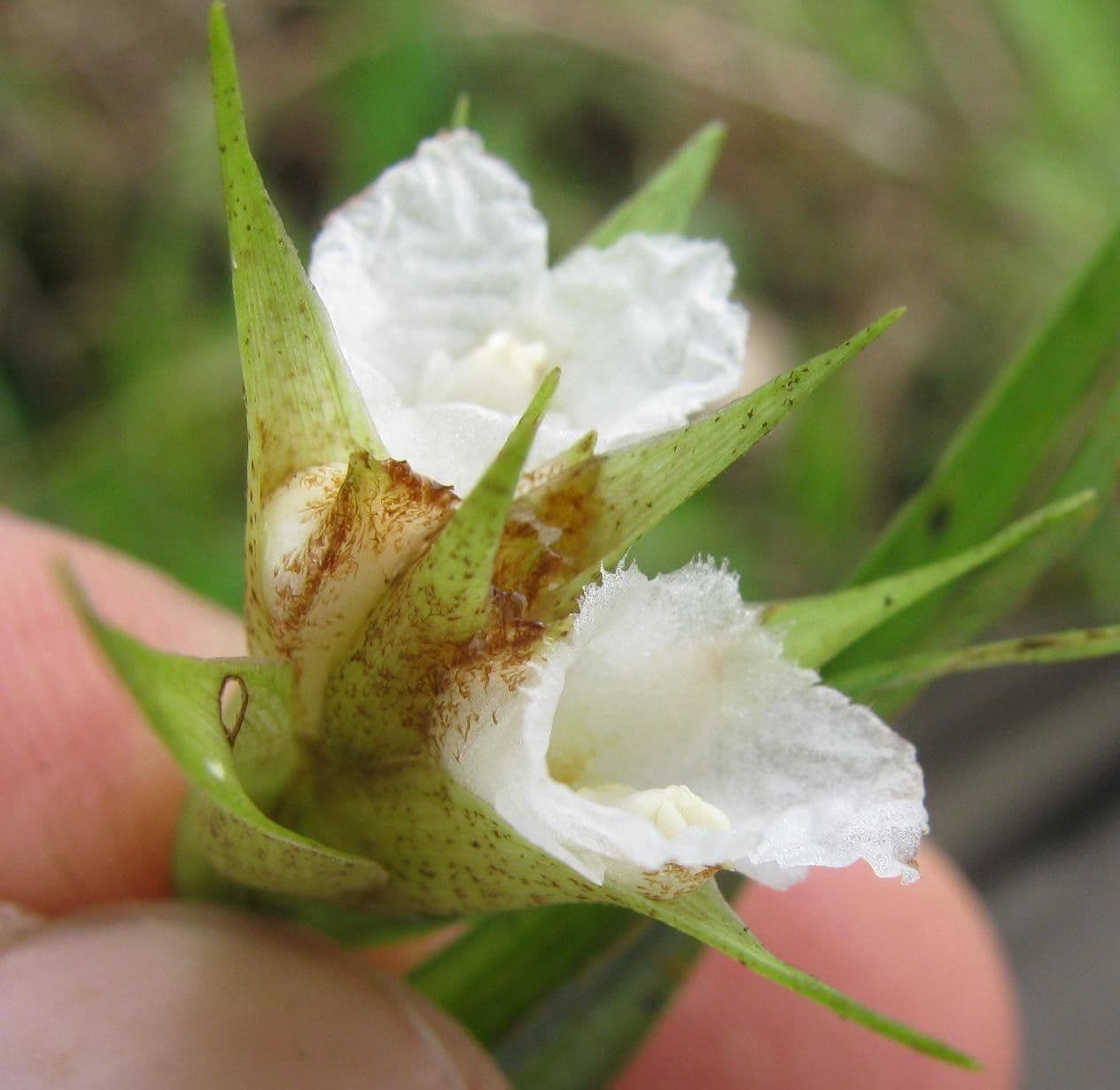 Elleanthus