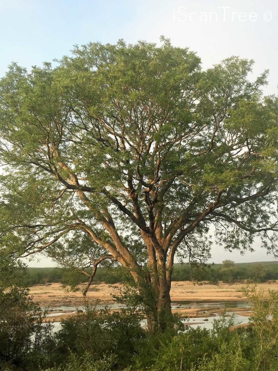 Seringa bianca 8