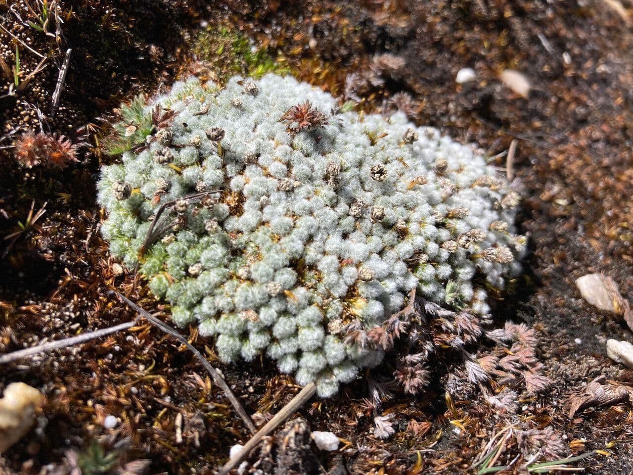 Paepalanthus 8