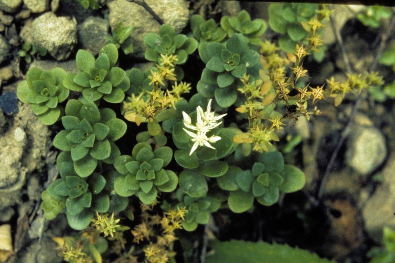 Sedum ternato 6