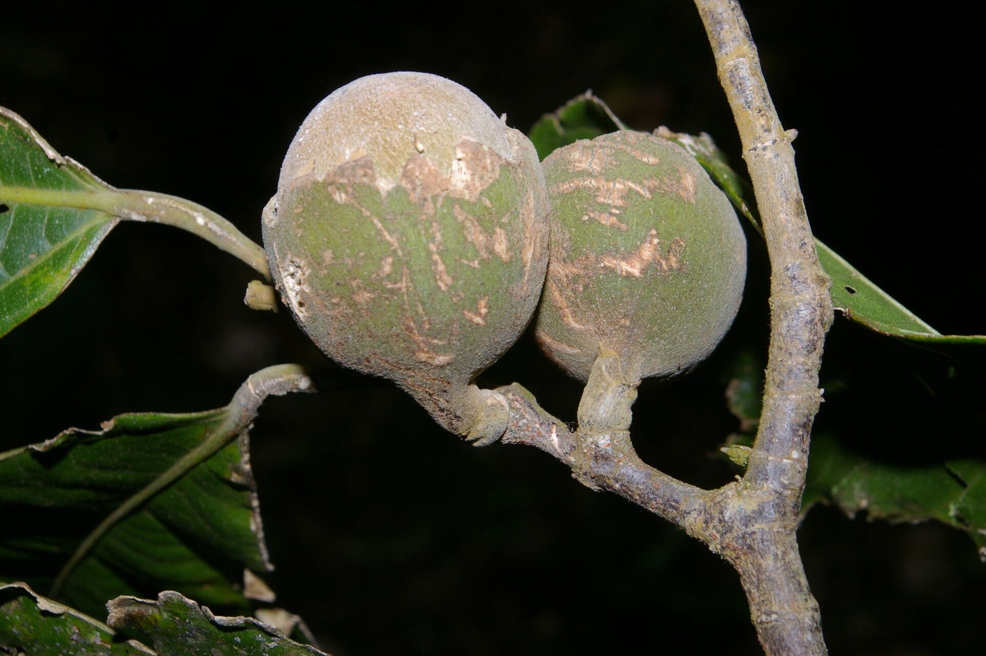 Quararibea funebris