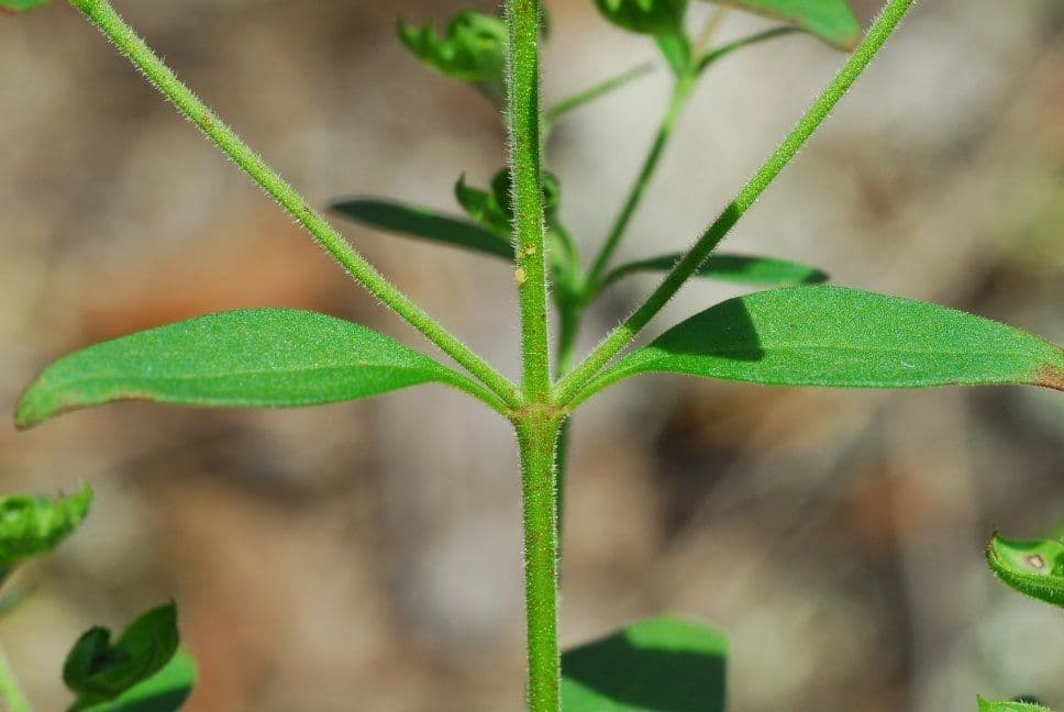 Trichostema Dichotomum 19