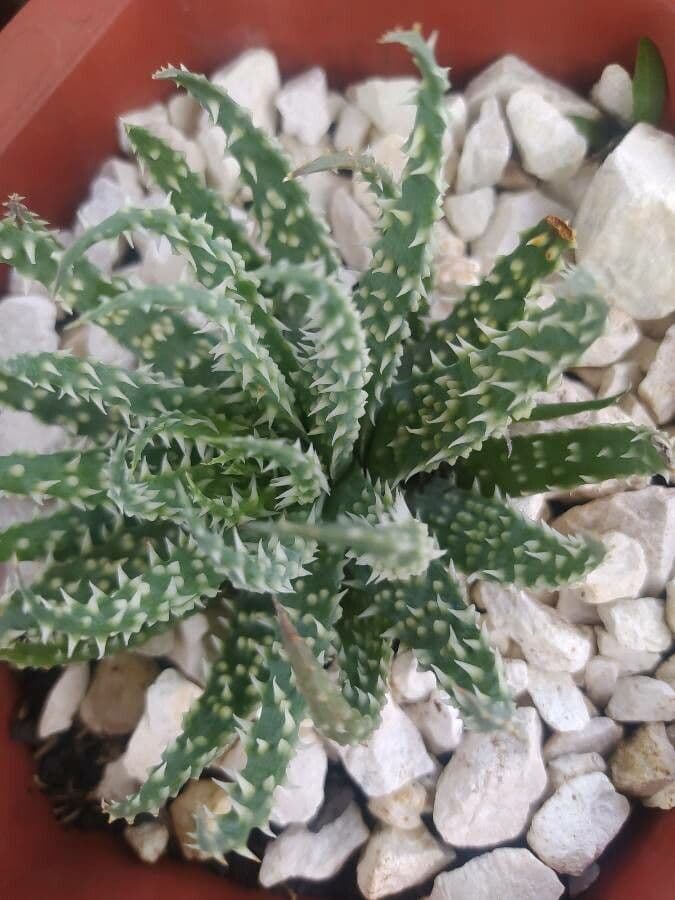 Zwerg-Igelaloe 11