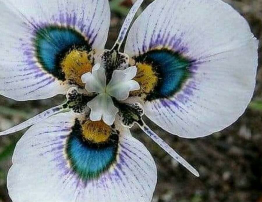 Moraea villosa 2