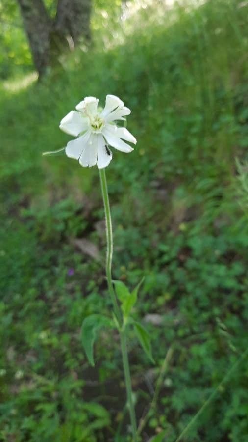Silene dicotoma 5
