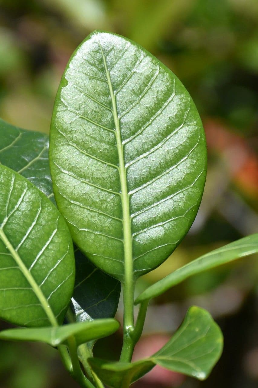 Tabernaemontana persicariifolia 12