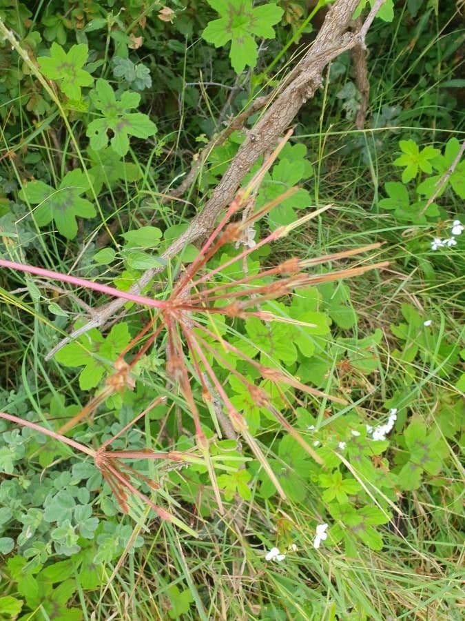 Pelargonium