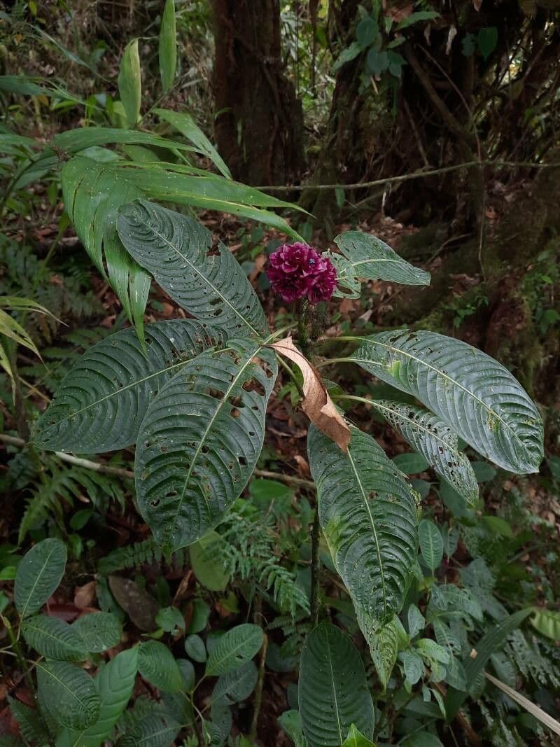 Palicourea 11