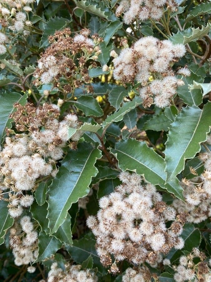 Olearia macrodonta 2