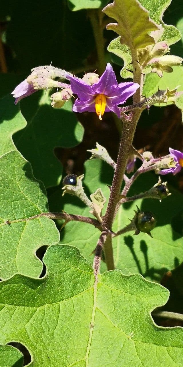 Solanum 8